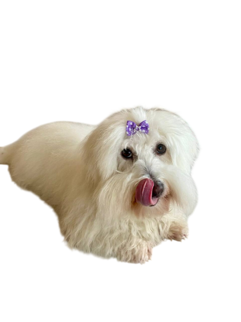 Happy dog with phone